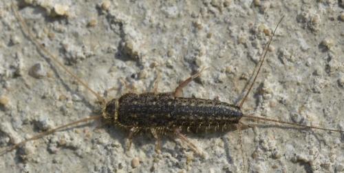 Ctenolepisma lineata